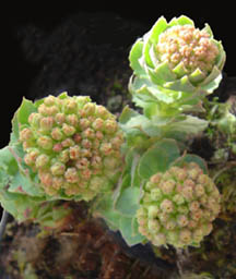 Rhodiola rosea
